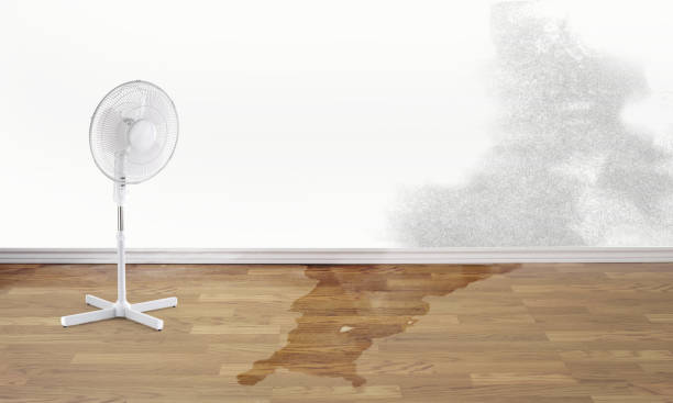Best Water damage restoration mold remediation  in Wurtland, KY